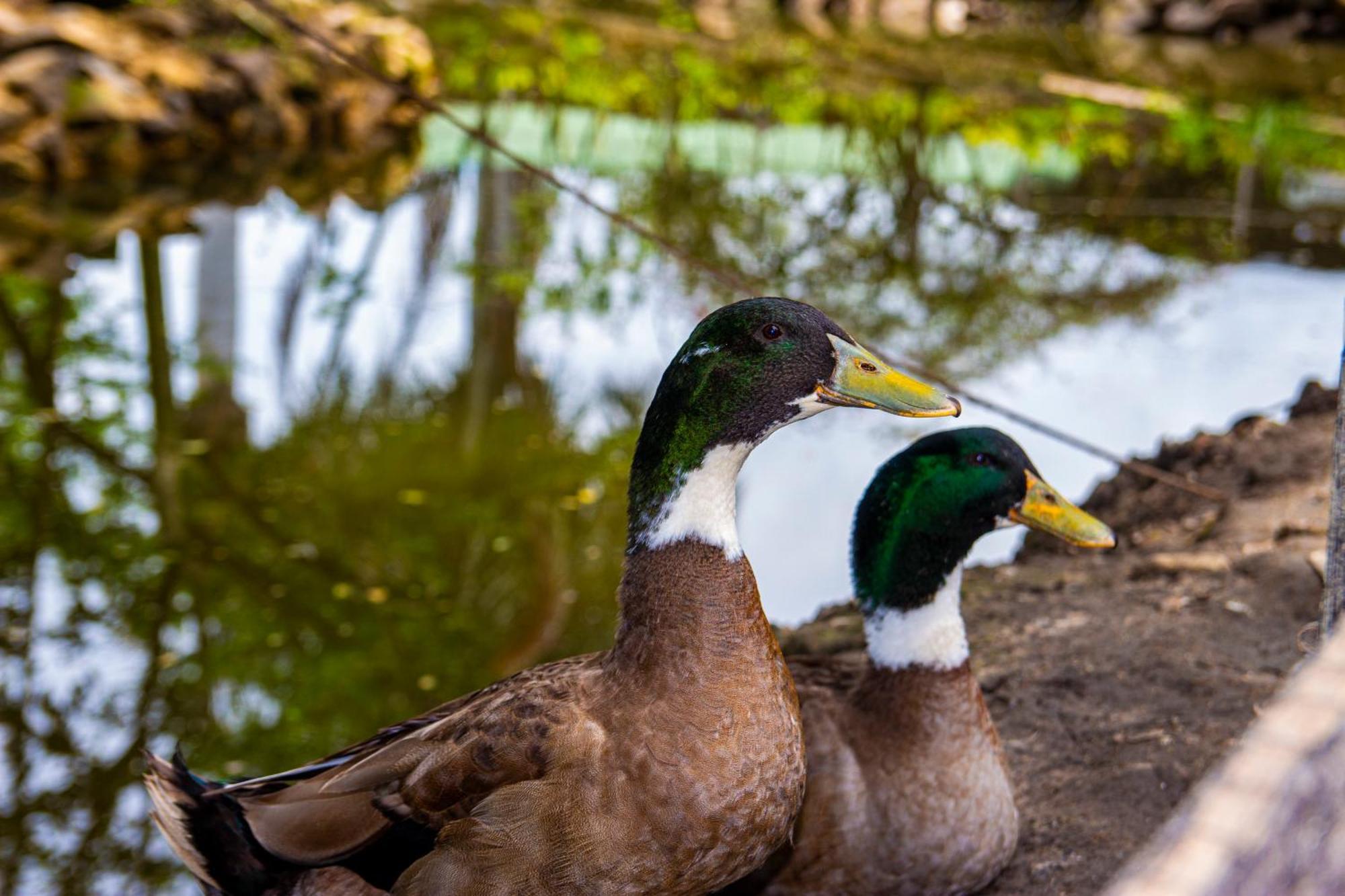 Familiar En Ecoparquechinauta, Piscina, Granja, Juegos, Pesca, Restaurante * Fusagasuga